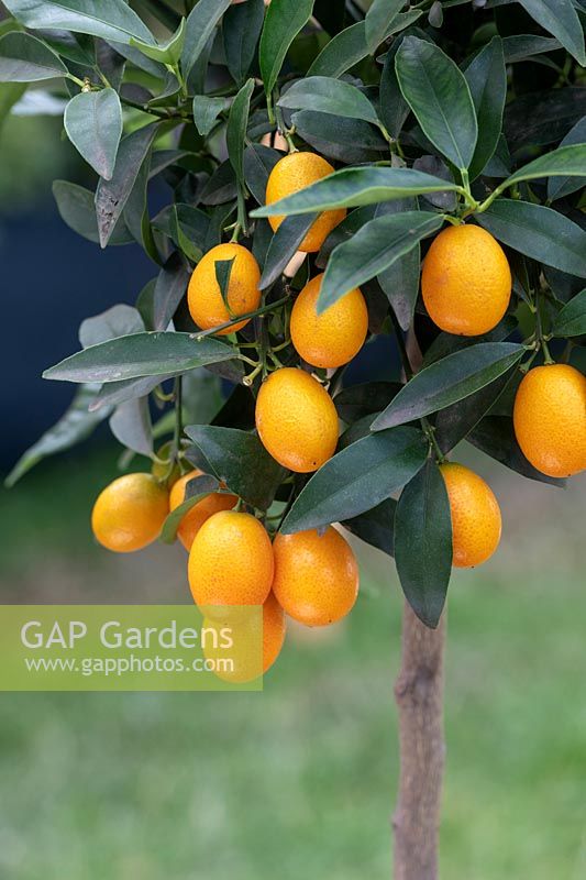 Citrus japonica - Giant kumquat