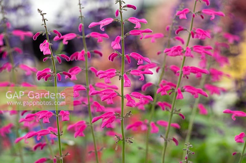 Salvia curviflora 