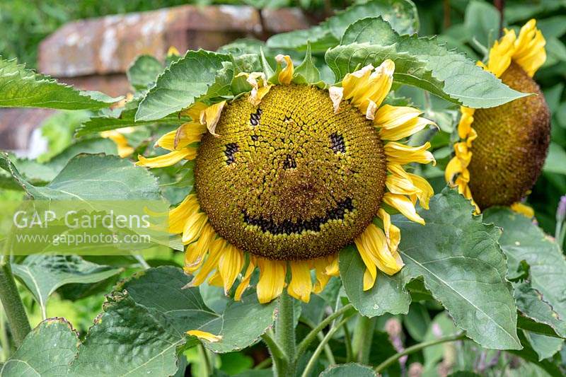 Helianthus annuus - Smiling face on a sunflower