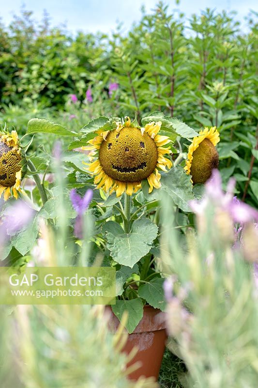 Helianthus annuus - Smiling face on a sunflower growing in terracotta pot. 