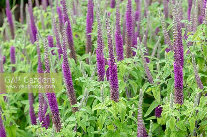 Teucrium hircanicum 'Purple Tails' - Wood Sage 'Purple Tails'