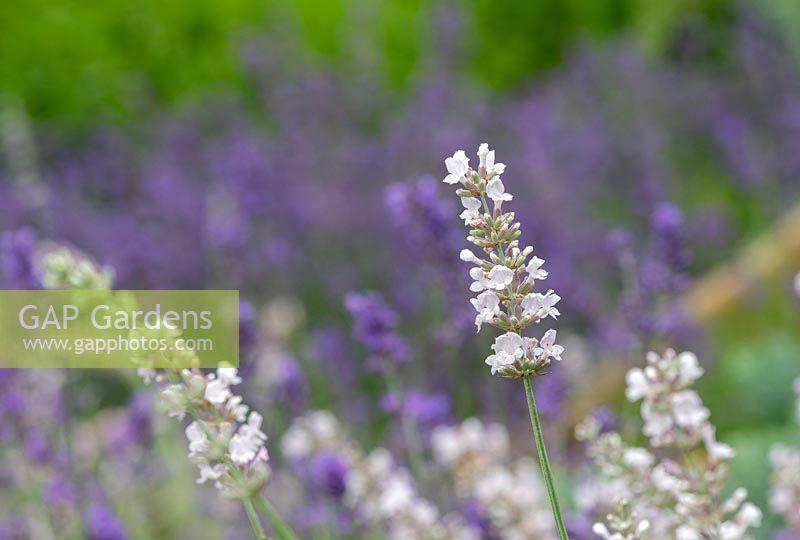 Lavandula angustifolia 'Saint Jean' - English lavender 'Saint Jean'
