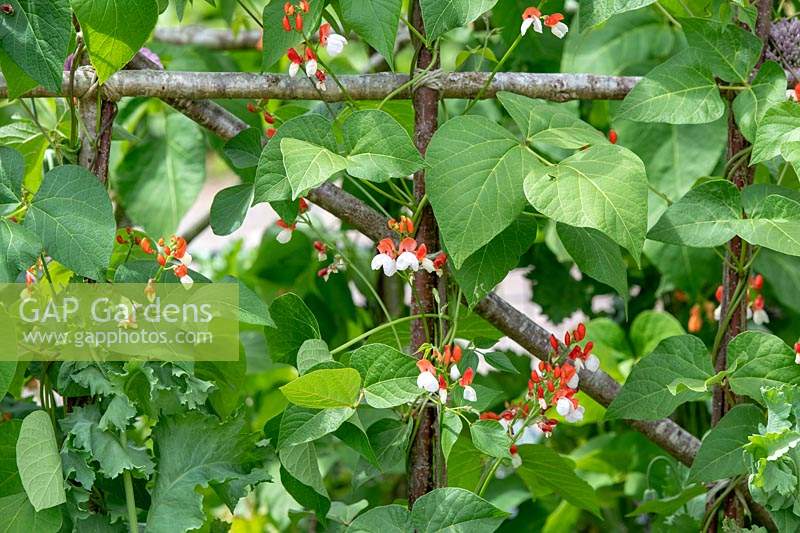 Phaseolus coccineus 'Aurora' - Runner Bean 'Aurora' in flower