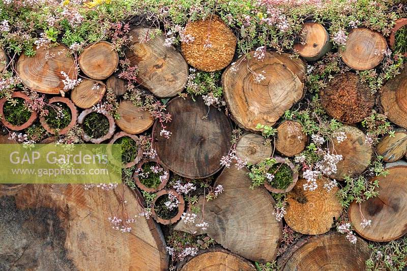 Beech log wall and Sedum album in the Very Hungry Caterpillar Garden, RHS Tatton Park Flower Show, 2019.