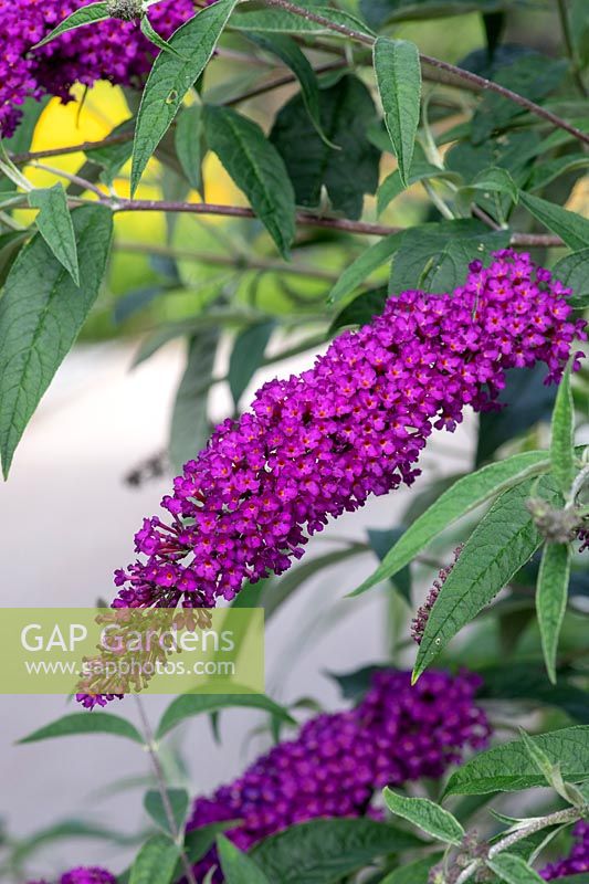 Buddleja davidii Nanho Purple 'Monum' - Butterfly Bush 'Nanho Purple'
 