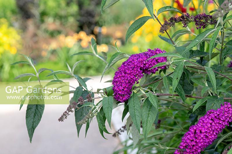 Buddleja davidii Nanho Purple 'Monum' - Butterfly Bush 'Nanho Purple'