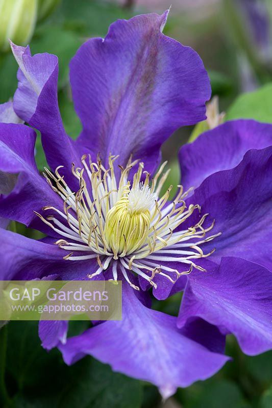 Clematis Chevalier 'Evipo040' - Cclematis 'Chevalier' - Early Large flowered clematis