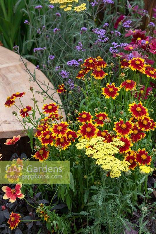 Curved, wooden bench surrounded by Coreopsis 'UpTick Gold and Bronze', Alchillea, Dahlia and Verbena bonariensis in The Start in Salford Garden at RHS Tatton Park flower show, 2019.

