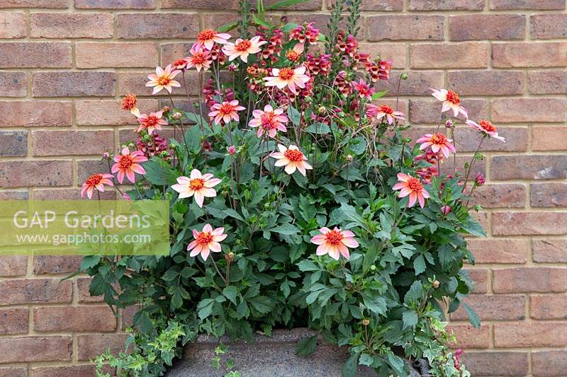 Dahlia 'Totally Tangerine' and Digitalis 'Illumination Pink' - Colarette Dahlia and Foxgloves in a large garden pot. 