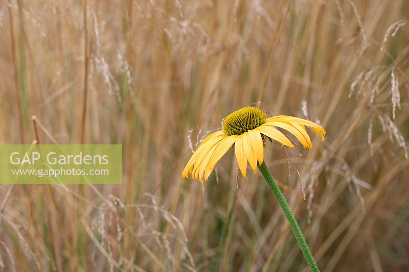 Echinacea 'Now Cheesier' - Coneflower 'Now Cheesier' against grass stems. 