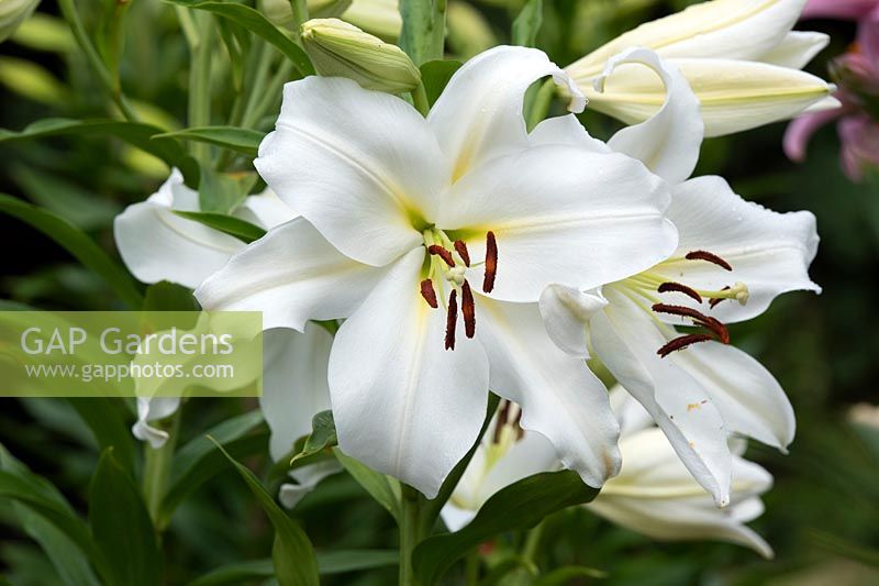Lilium 'Gizmo' - Lily 'Gizmo' - Longiflorum Oriental Lily