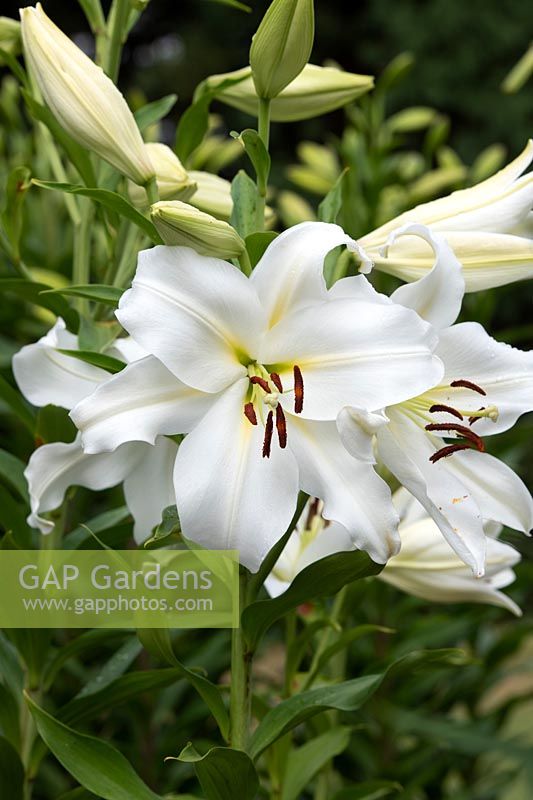 Lilium 'Gizmo' - Lily 'Gizmo' - Longiflorum Oriental Lily