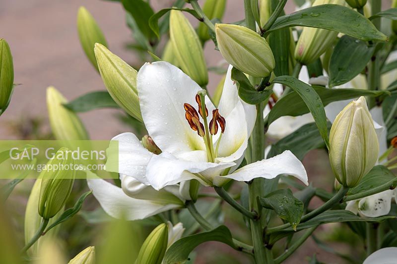 Lilium 'Petacas' - Oriental Trumpet Lily 'Petacas'