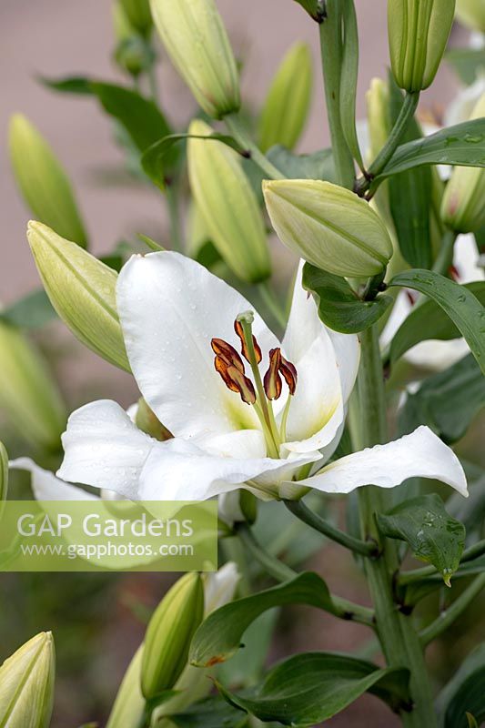 Lilium 'Petacas' - Oriental Trumpet Lily 'Petacas'
