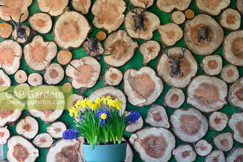 Pot of flowering Narcissus and Hyacinthus against wall decorated with wooden discs. 