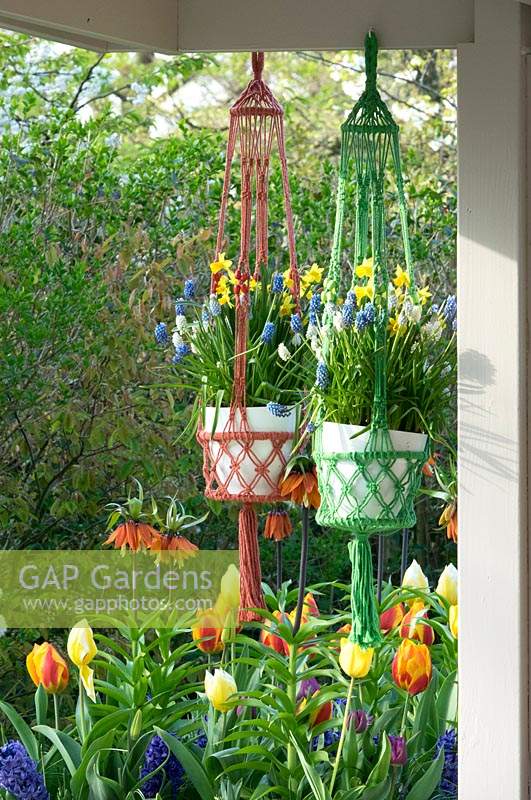 Spring flowering bulbs fill hanging pots in macrame holders. 
