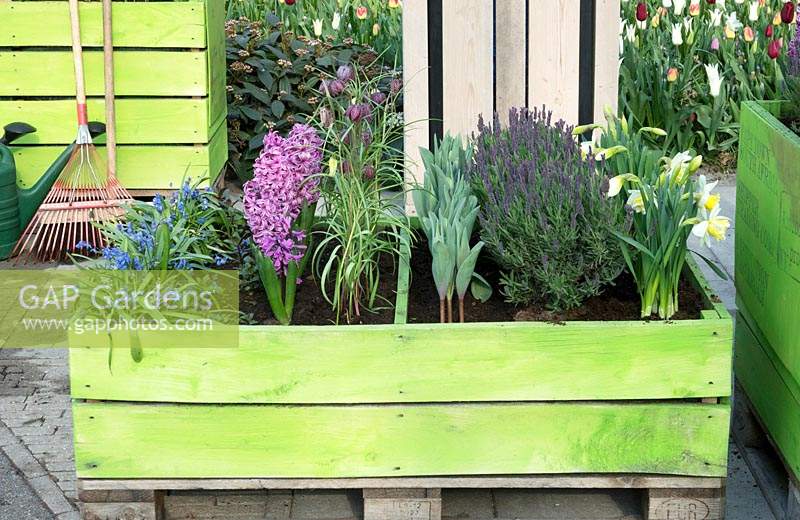 Green, wooden box planted with Scillia, Hyacinthus, Fritillaria, Tulips, Lavendula and Narcissus. 