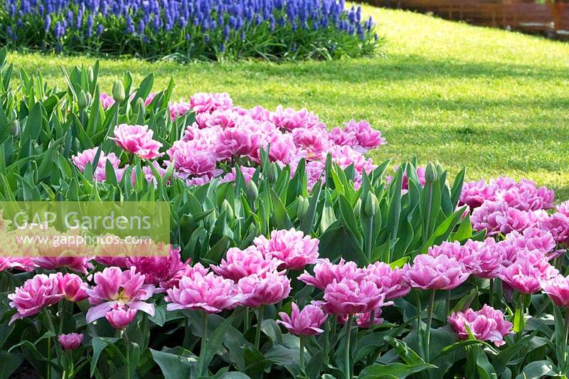 Spring borders with pink, double-flowering Tulipa - Tulips.  .