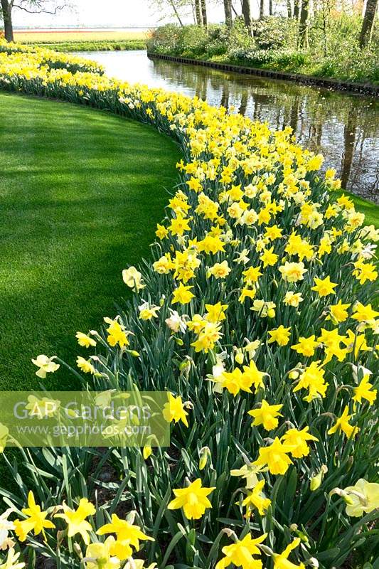 Narcissus - Daffodils flowering in a row near water. 