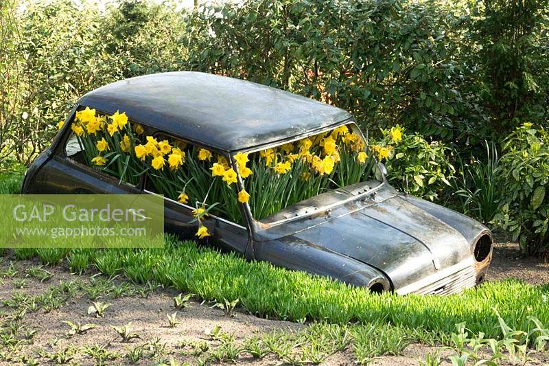 Broken car planted with flowering Narcissus - Daffodils. 