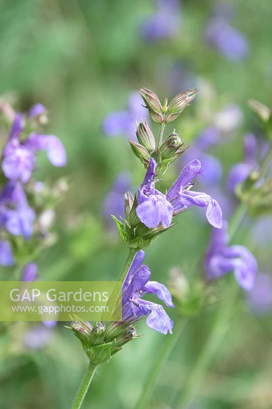 Salvia lavandulifolia - Lavender-leaved Sage
