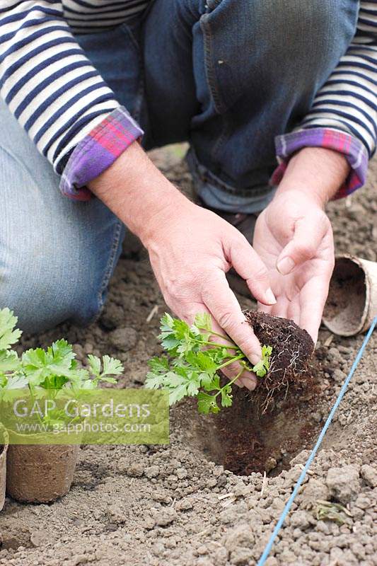 Male gardener planting Apium graveolens var. rapaceum - Celeriac 'Monarch' into hole in soil.