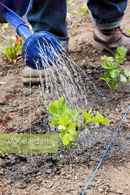 Gardener watering in young Apium graveolens var. rapaceum - Celeriac 'Monarch' into hole in soil.
