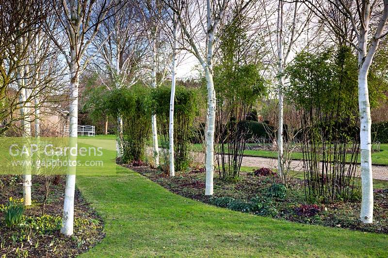 Avenue of Betula utilis var. jacquemontii - West Himalayan birch at Stevington Manor, Stevington, UK. 