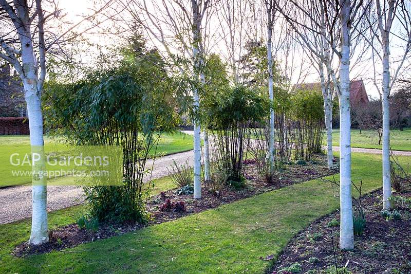 Avenue of Betula utilis var. jacquemontii - West Himalayan birch at Stevington Manor, Stevington, UK.