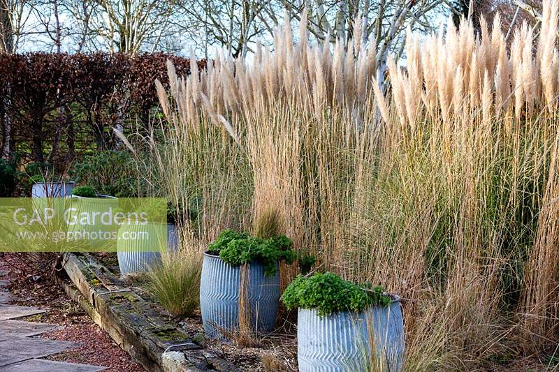 Row of Cortaderia selloana 'Pumila' - Pampas Grass and containers in border at Stevington Manor Gardens, Stevington, UK. 