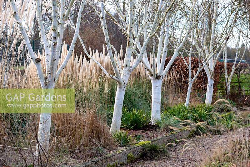 Betula utilis var. jacquemontii 'Grayswood Ghost' and Cortaderia selloana 'Pumila' at Stevington Manor Garden, Stevington, UK.