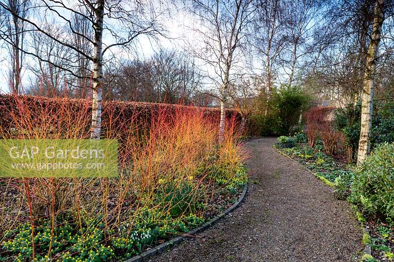 Cornus sanguinea 'Midwinter Fire' - Dogwood 'Midwinter Fire' in border at  Stevington Manor Gardens, Stevington, UK. 