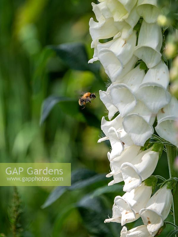 Digitalis - White foxglove in wild garden - Bee-friendly biennial.