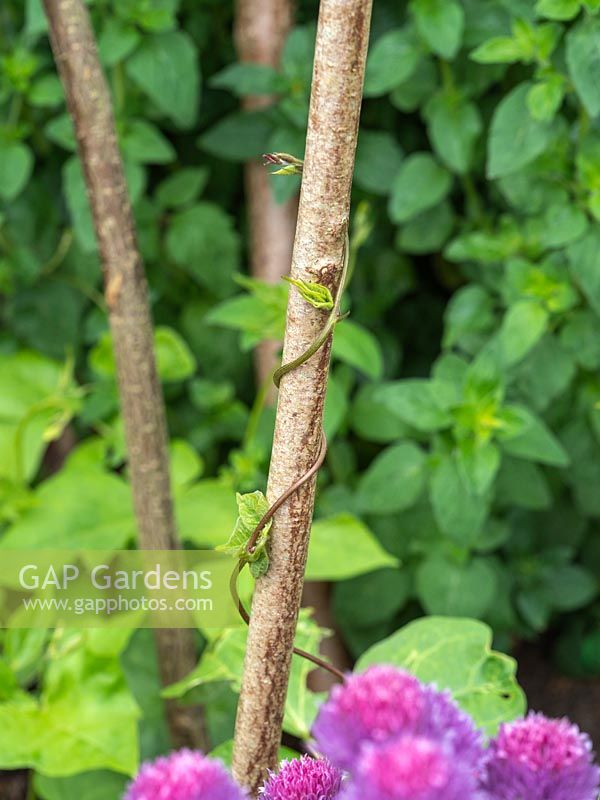 Young beans climbing up hazel supports in herb garden.