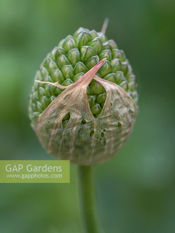Allium sphaerocephalon - Round-Headed Garlic - emerging flower