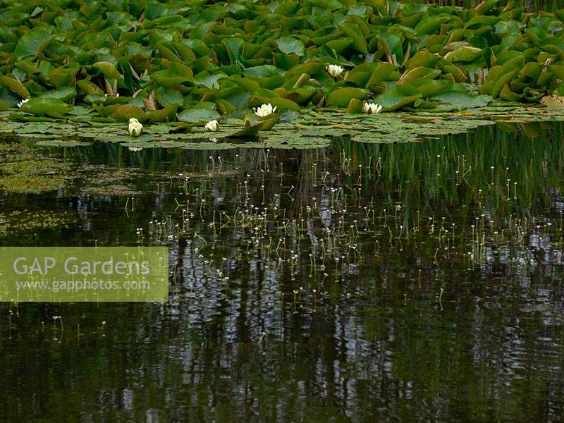 Nymphaea - Water Lily in wild life pond.