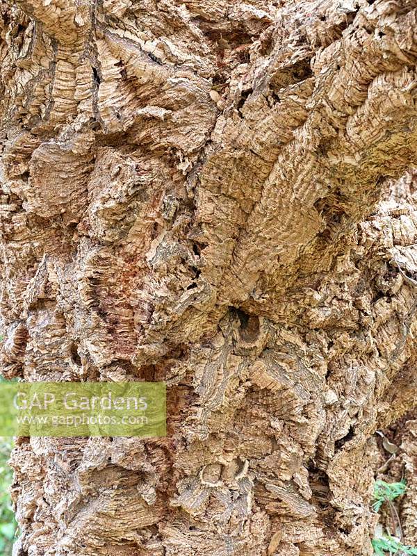 Quercus suber - Cork Oak - bark detail