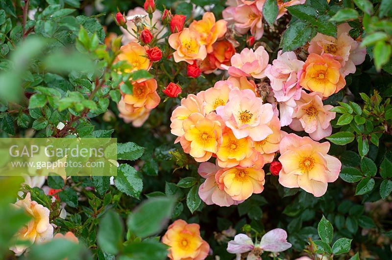 Rosa 'Linnaeus' - Rose 'Linnaeus'