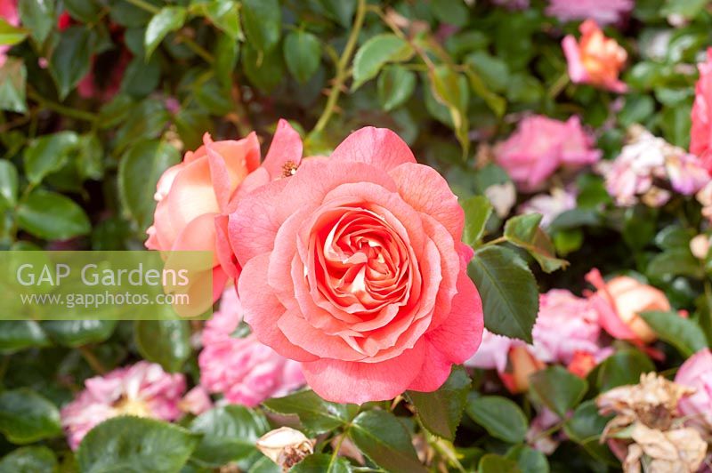 Rosa 'Sommersonne' 