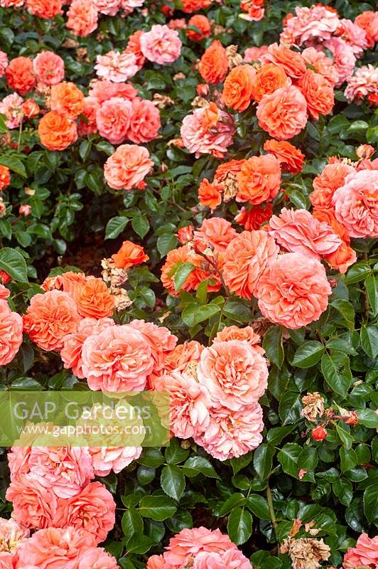 Rosa 'Orangerie' 