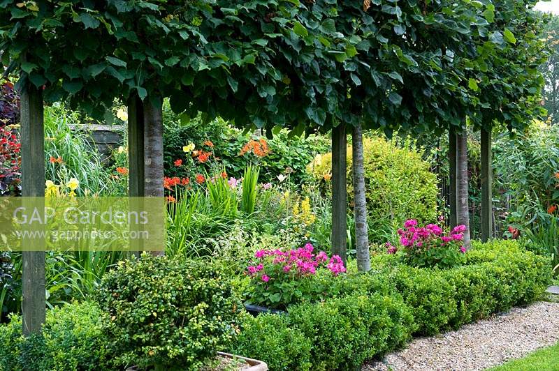 Row of pleached Tilia Lime trees, underplanted with clipped Buxus - Box and containers of pink Pelargonium. 