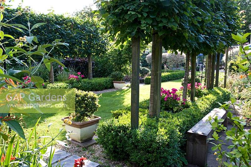 Row of pleached Tilia Lime trees, underplanted with clipped Buxus - Box and containers of pink Pelargoniums. 