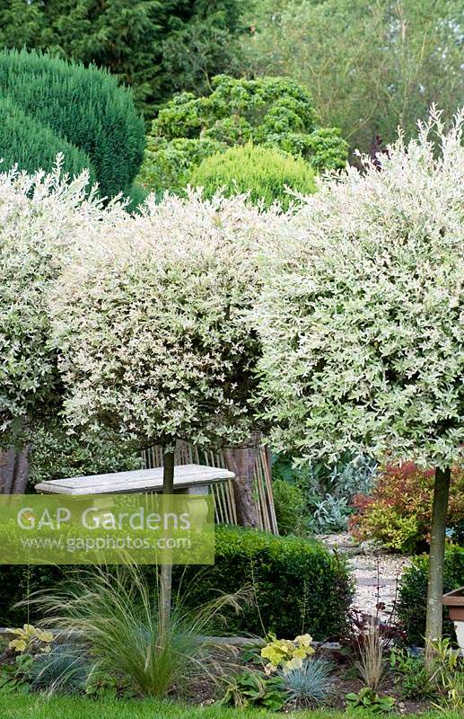Row of topiary Salix integra - Willow Standards. 