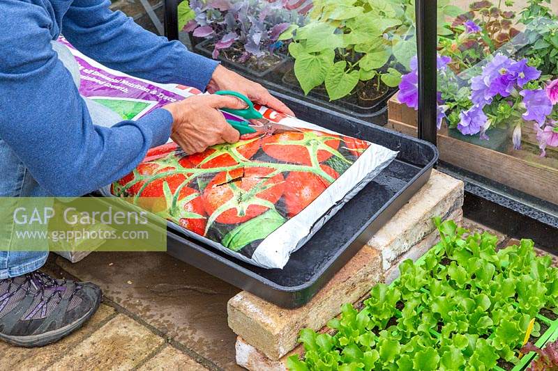 Woman using scissors to cut planting slots for Lettuce plugs.