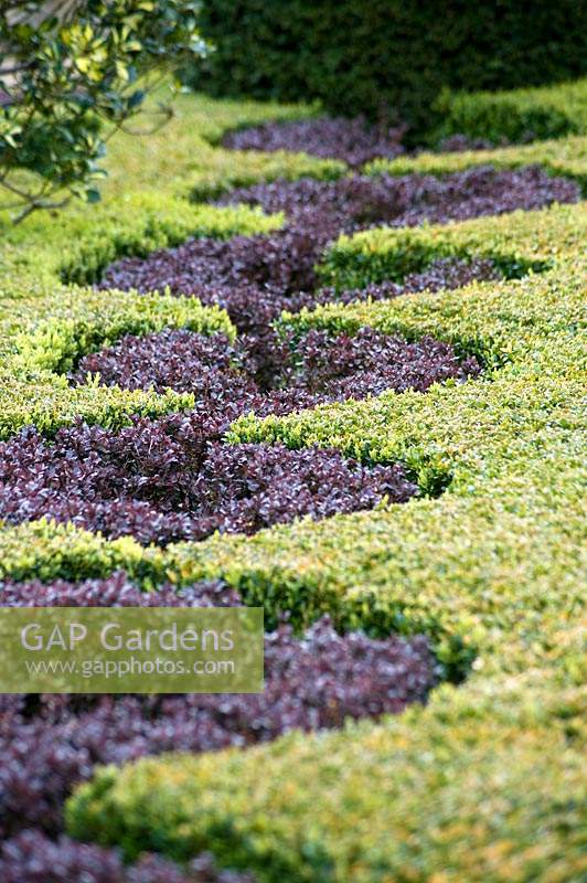 Detail of the knot garden with Buxus and Berberis. Abbey House Gardens, Malmesbury, UK. 