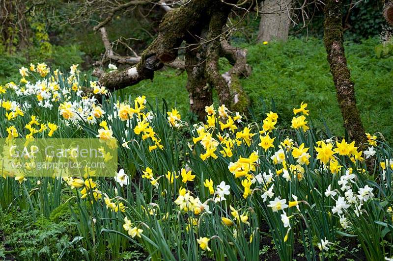 Flowerbed of mixed Narcissus - Daffodils 
