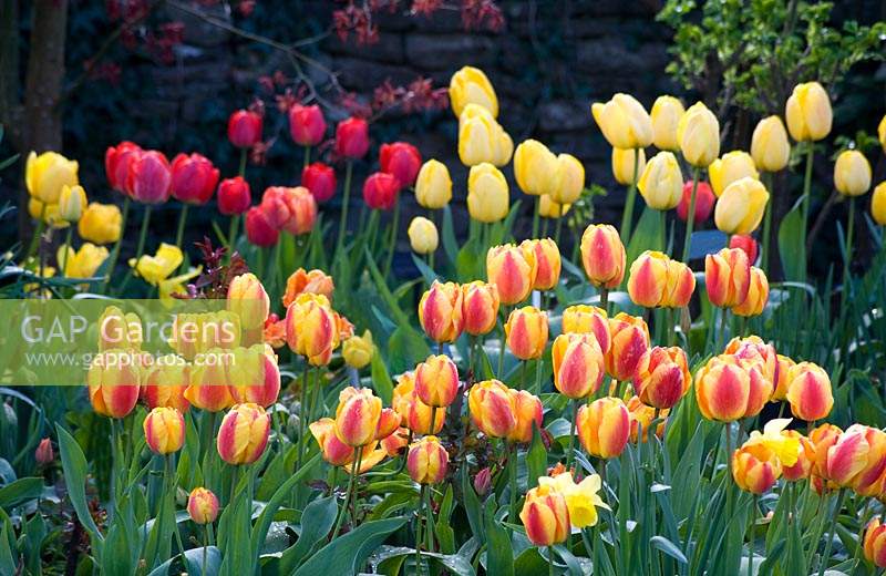 Border of flowering Tulipa - Tulips