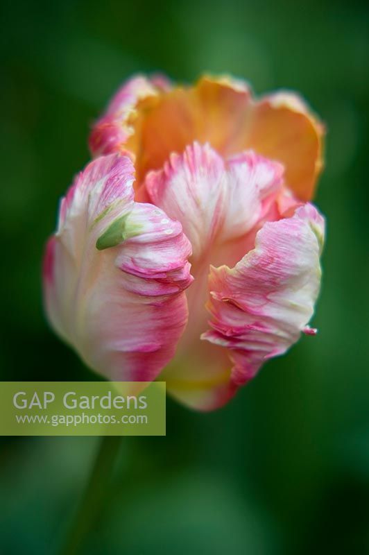 Tulipa - Parrot Tulip 
