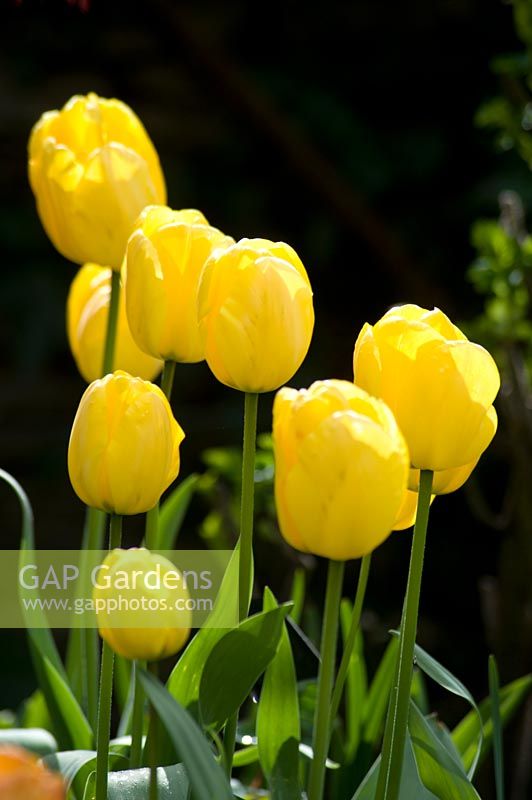 Tulipa - Tulip with yellow flowers 