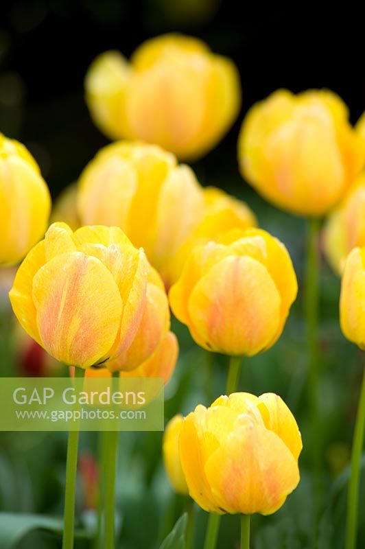 Tulipa - Tulip with yellow flowers 